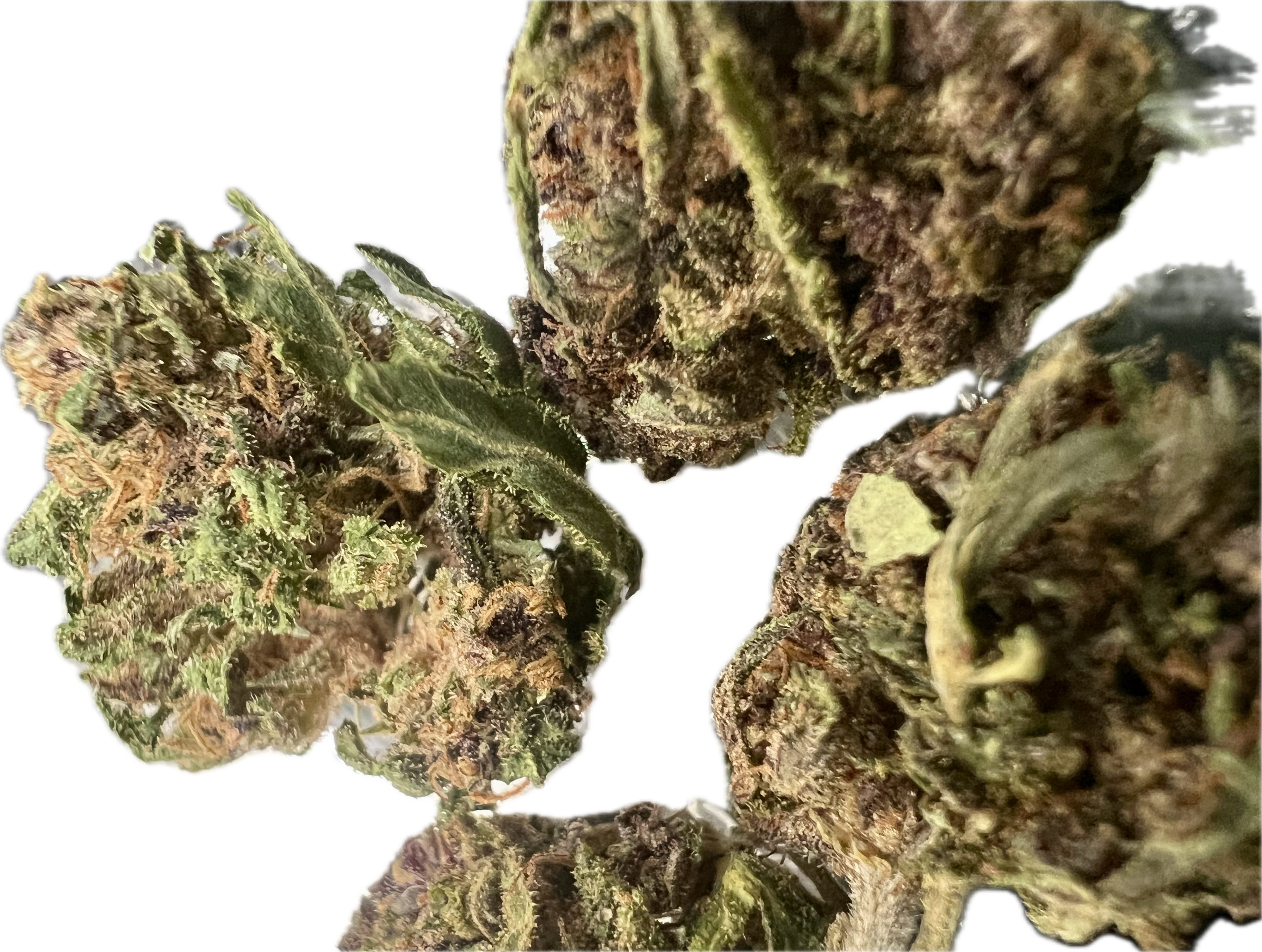 Ripkitty Legendary Platinum OG CBD Hemp Flowers